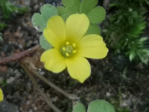 Oxalis exilis (least yellow-sorrel)