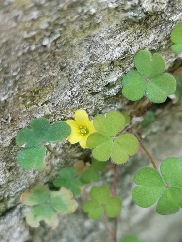 Oxalis exilis (least yellow-sorrel)