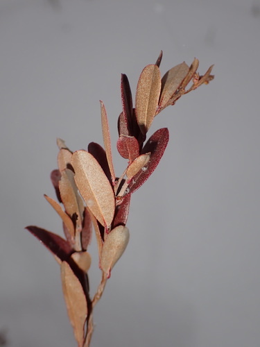 Chamaedaphne calyculata (leatherleaf) (alternate view 4)