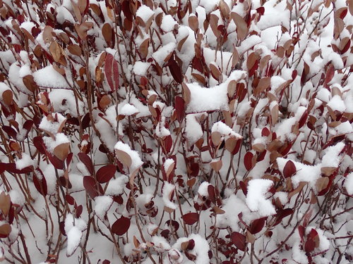 Chamaedaphne calyculata (leatherleaf) (alternate view 5)