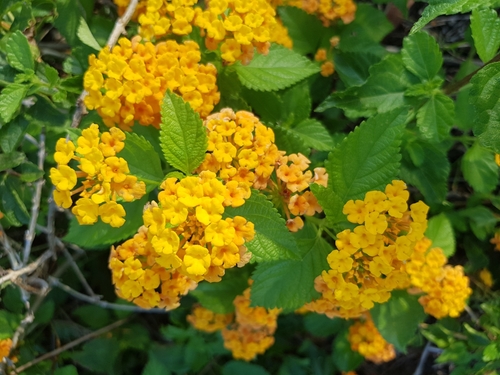 Lantana × hybrida (New Gold Lantana) (alternate view 2)