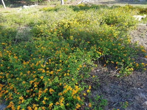 Lantana × hybrida (New Gold Lantana) (alternate view 3)