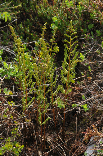 Athyrium (lady ferns) (alternate view 5)