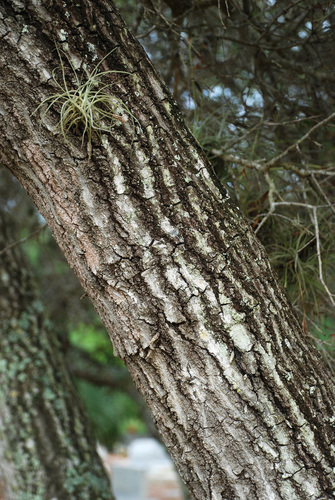 Quercus myrtifolia (Myrtle Oak)