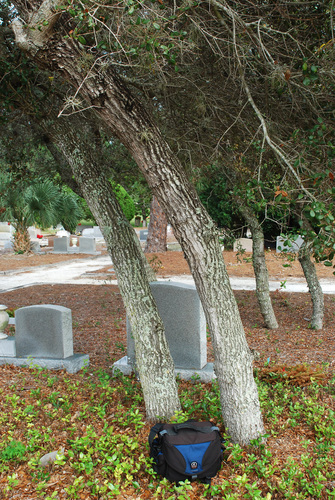 Quercus myrtifolia (Myrtle Oak) (alternate view 2)