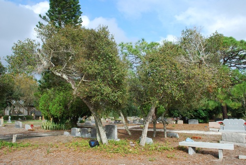 Quercus myrtifolia (Myrtle Oak) (alternate view 3)