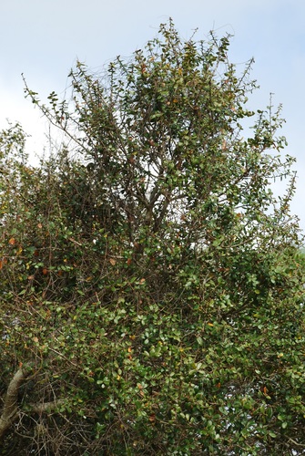 Quercus myrtifolia (Myrtle Oak) (alternate view 4)