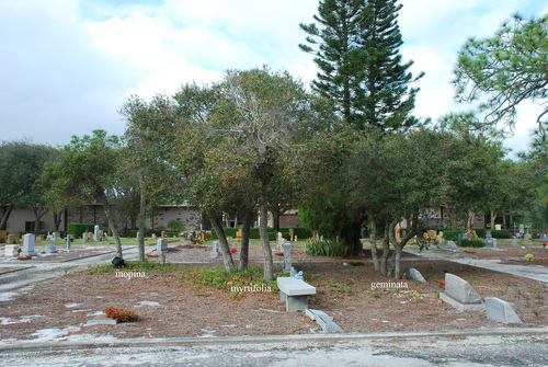 Quercus myrtifolia (Myrtle Oak) (alternate view 5)