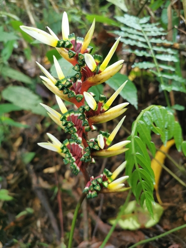 Heliconia (Heliconias) (alternate view 8)