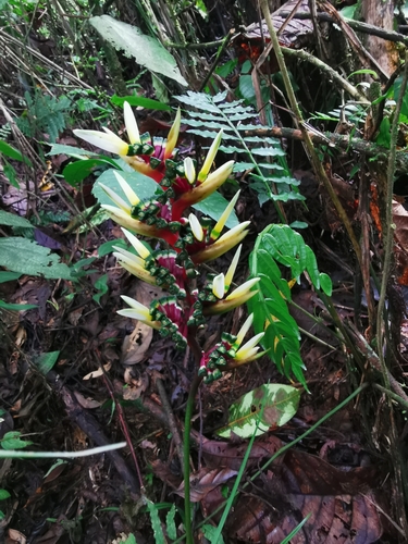 Heliconia (Heliconias) (alternate view 9)