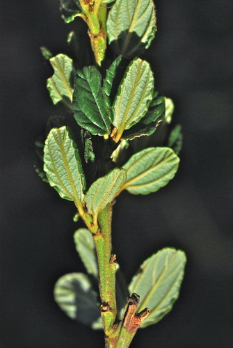 Ceanothus thyrsiflorus (Blue Blossom)