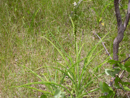 Chlorophytum (Grass Lilies) (alternate view 5)