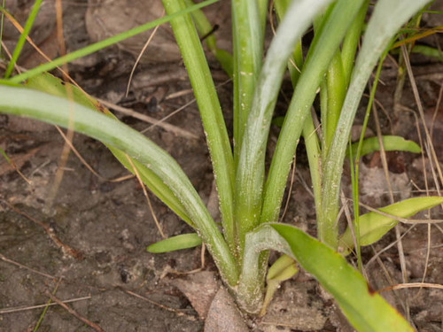 Chlorophytum (Grass Lilies) (alternate view 6)