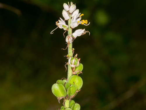 Chlorophytum (Grass Lilies) (alternate view 7)