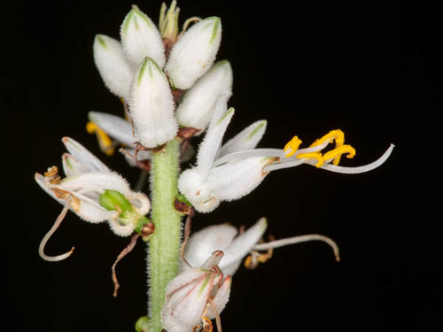 Chlorophytum (Grass Lilies) (alternate view 8)