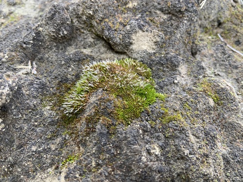 Grimmia (alternate view 3)