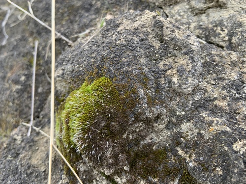 Grimmia (alternate view 4)