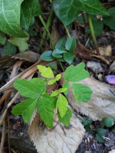 Acer griseum (paperbark maple) (alternate view 7)