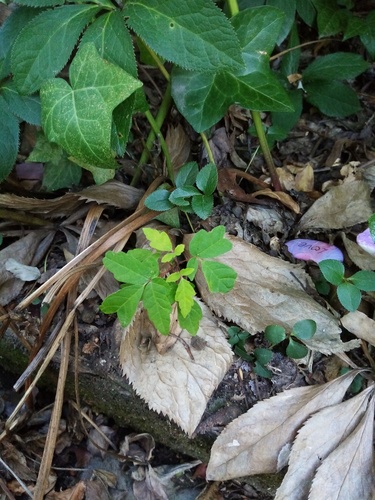 Acer griseum (paperbark maple) (alternate view 6)
