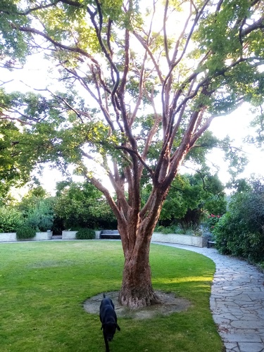 Acer griseum (paperbark maple) (alternate view 9)