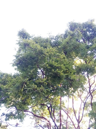 Acer griseum (paperbark maple) (alternate view 10)