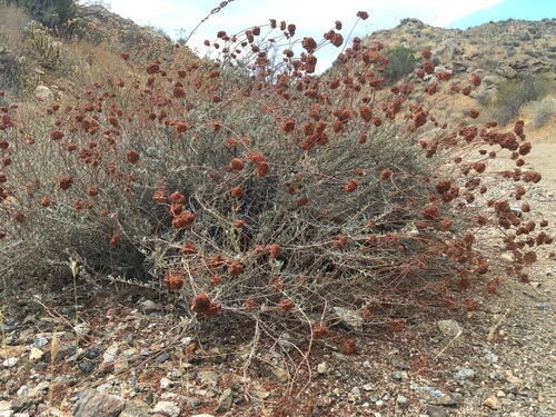 Eriogonum fasciculatum (California Buckwheat)