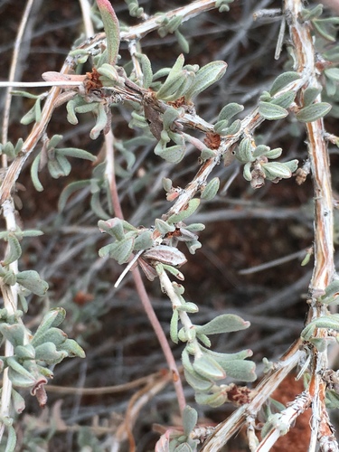 Eriogonum fasciculatum (California Buckwheat)