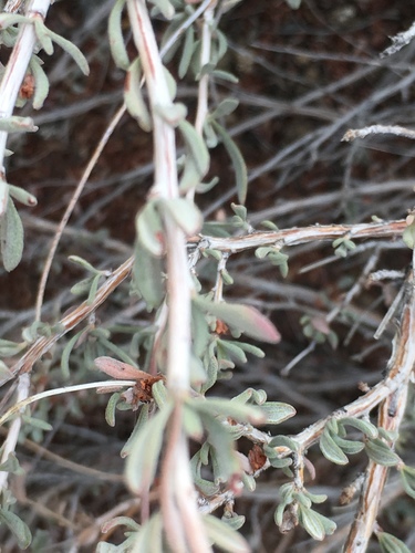 Eriogonum fasciculatum (California Buckwheat)