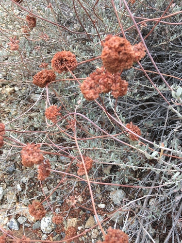 Eriogonum fasciculatum (California Buckwheat)
