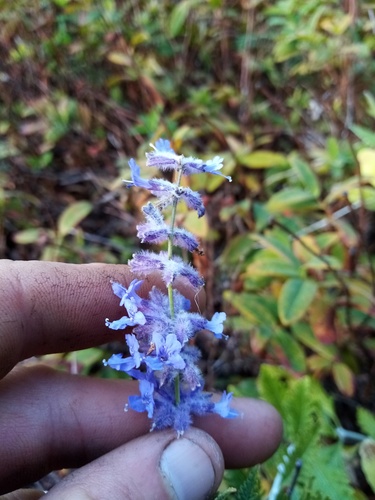 Salvia × floriferior (Russian Sage) (alternate view 2)