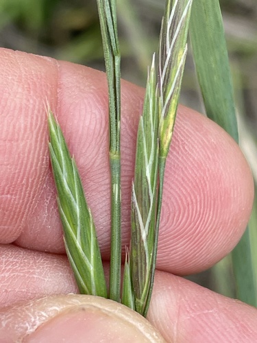 Bromus catharticus (Rescue Brome) (alternate view 5)