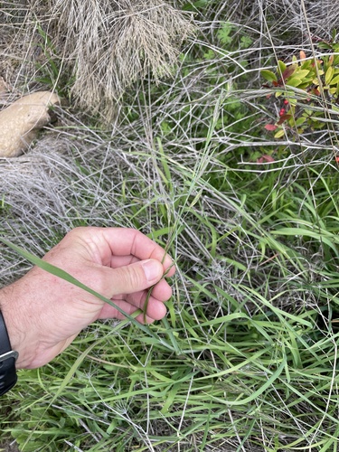 Bromus catharticus (Rescue Brome) (alternate view 6)