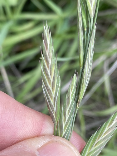 Bromus catharticus (Rescue Brome) (alternate view 7)