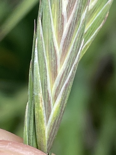 Bromus catharticus (Rescue Brome) (alternate view 8)