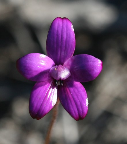 Elythranthera brunonis (purple enamel orchid)