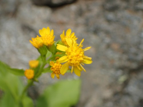 Solidago virgaurea (European goldenrod)