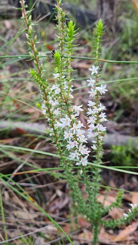 Epacris pulchella (New South Wales Coral Heath) (alternate view 7)