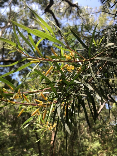 Persoonia linearis (Narrow-leaf Geebung) (alternate view 4)