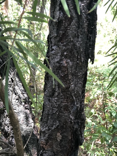 Persoonia linearis (Narrow-leaf Geebung) (alternate view 5)