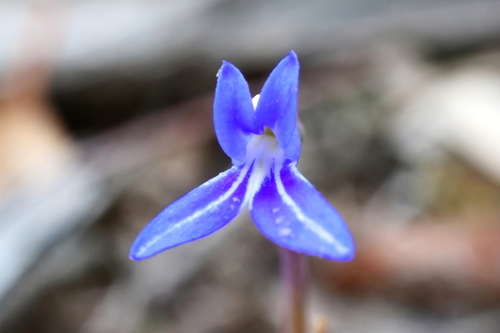 Lobelia gibbosa (tall lobelia) (alternate view 7)
