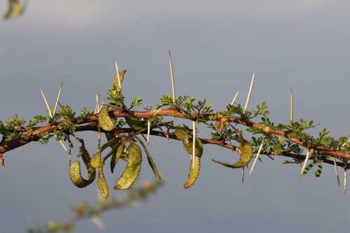 Vachellia (thorn trees) (alternate view 7)