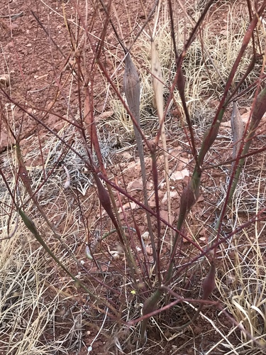 Eriogonum inflatum (Desert Trumpet) (alternate view 3)