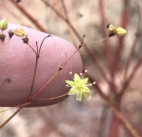 Eriogonum inflatum (Desert Trumpet) (alternate view 2)