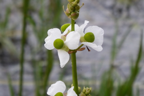 Sagittaria lancifolia (lanceleaf arrowhead) (alternate view 4)