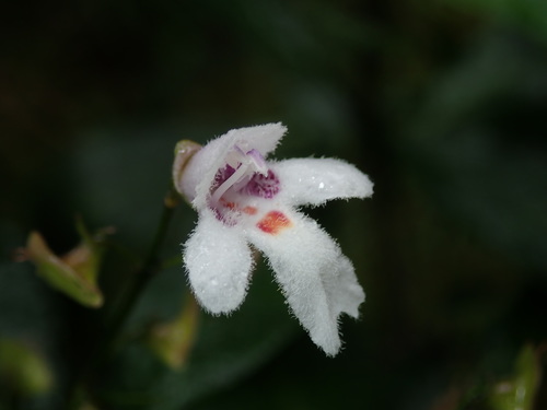Prostanthera lasianthos (Christmas Bush) (alternate view 4)
