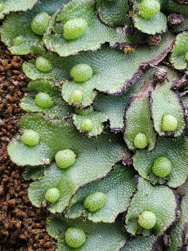 Calasterella californica (California asterella) (alternate view 3)