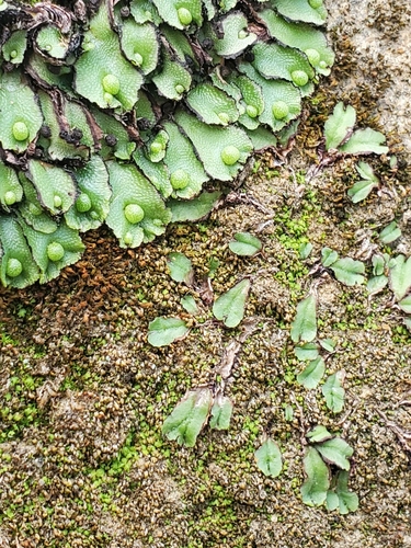 Calasterella californica (California asterella) (alternate view 4)