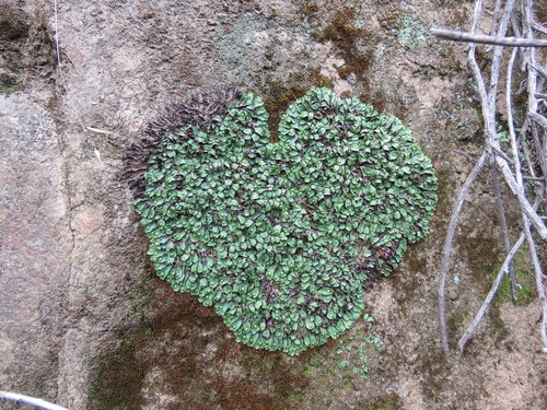 Calasterella californica (California asterella) (alternate view 5)