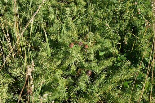 Euphorbia cyparissias (cypress spurge)