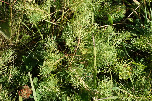 Euphorbia cyparissias (cypress spurge)